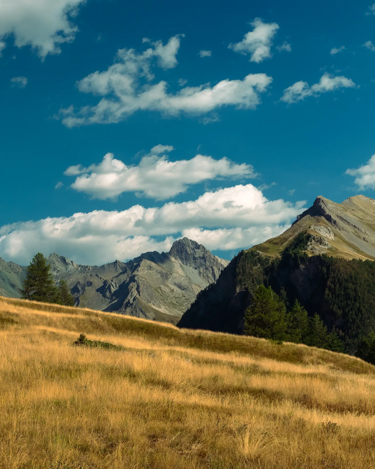 Golden alpine pasture beneath blue skies and mountain peaks