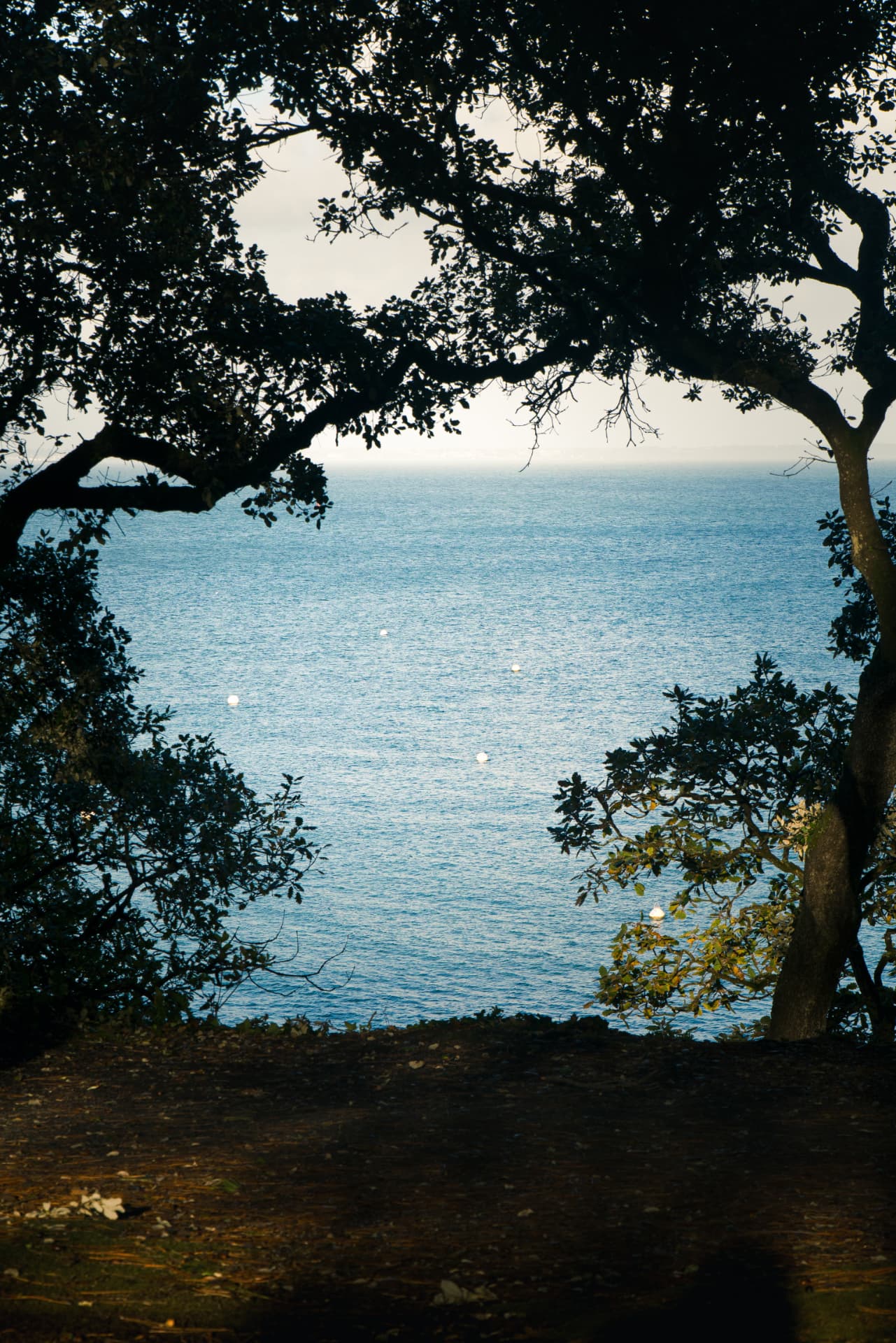 The sea framed by trees through a quiet coastal opening